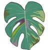 philodendron_